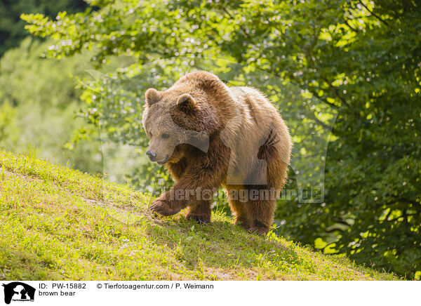 Europischer Braunbr / brown bear / PW-15882