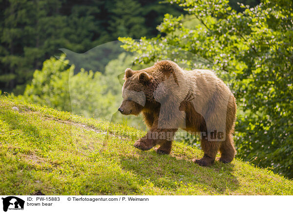 Europischer Braunbr / brown bear / PW-15883