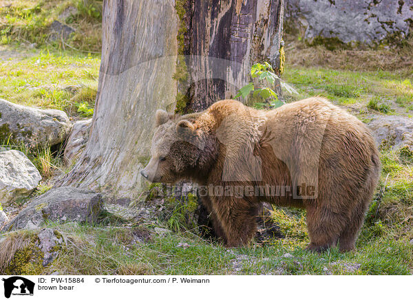 Europischer Braunbr / brown bear / PW-15884