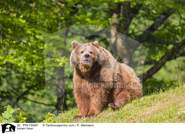 Europischer Braunbr / brown bear / PW-15885