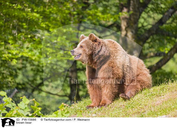 Europischer Braunbr / brown bear / PW-15886