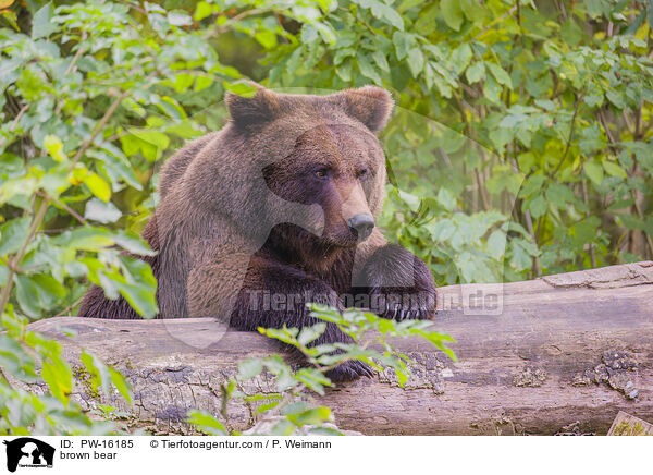 brown bear / PW-16185