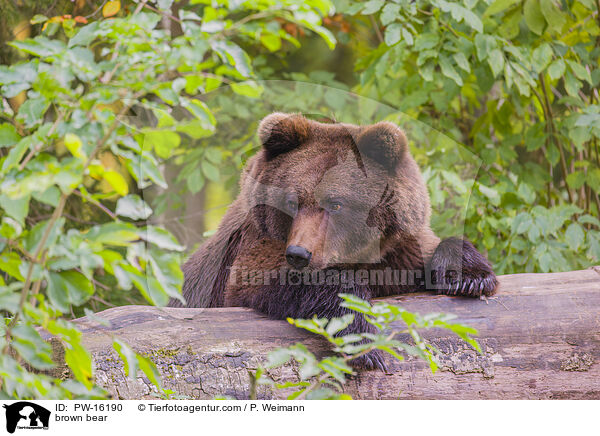 brown bear / PW-16190