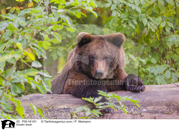 brown bear / PW-16191