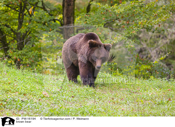 Europischer Braunbr / brown bear / PW-16194