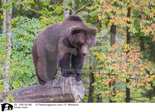 brown bear / PW-16196