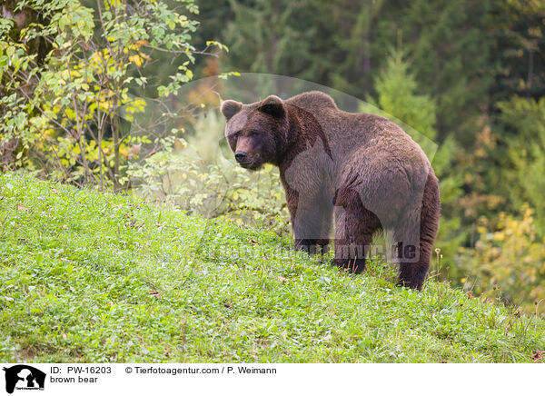 brown bear / PW-16203