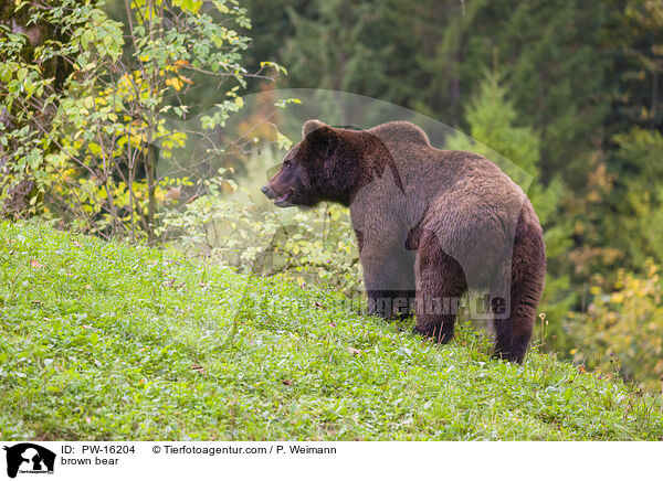 Europischer Braunbr / brown bear / PW-16204