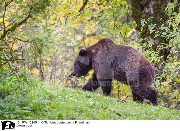 Europischer Braunbr / brown bear / PW-16205