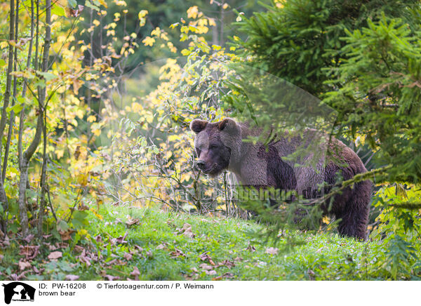 Europischer Braunbr / brown bear / PW-16208