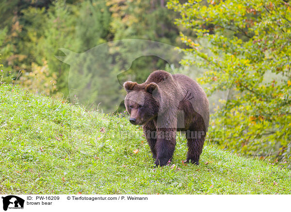 Europischer Braunbr / brown bear / PW-16209