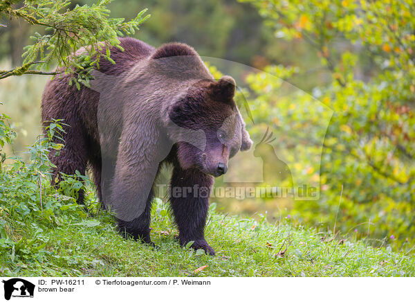 brown bear / PW-16211