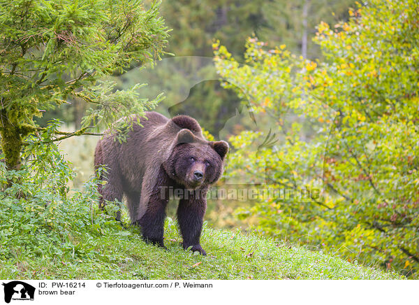 Europischer Braunbr / brown bear / PW-16214