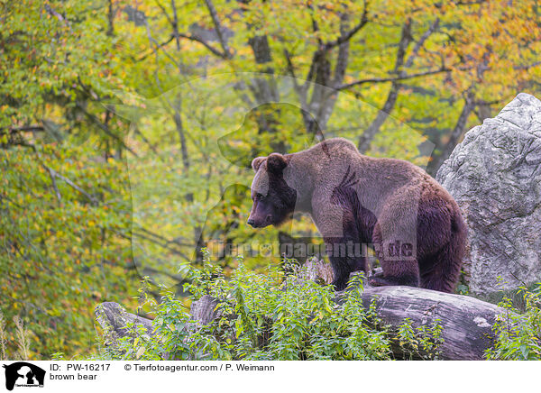 brown bear / PW-16217