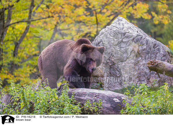 brown bear / PW-16218