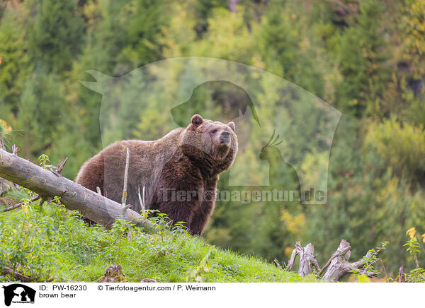 brown bear / PW-16230