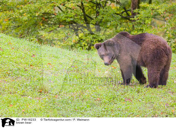 brown bear / PW-16233