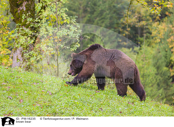 Europischer Braunbr / brown bear / PW-16235