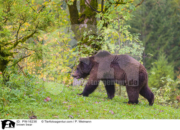 Europischer Braunbr / brown bear / PW-16236
