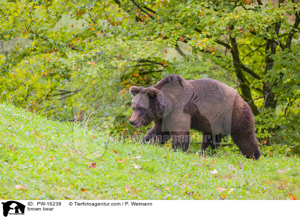 Europischer Braunbr / brown bear / PW-16238