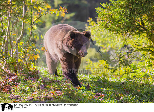 brown bear / PW-16244