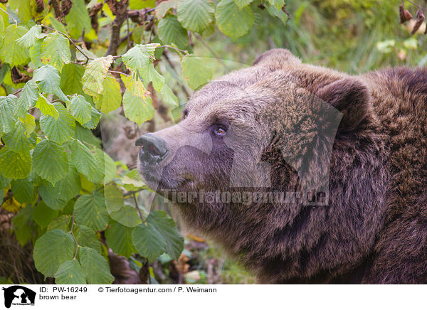 brown bear / PW-16249