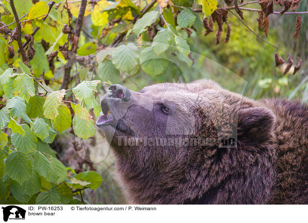 brown bear / PW-16253