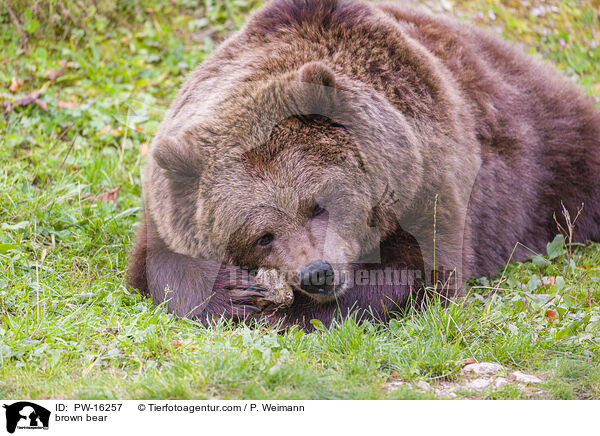 brown bear / PW-16257