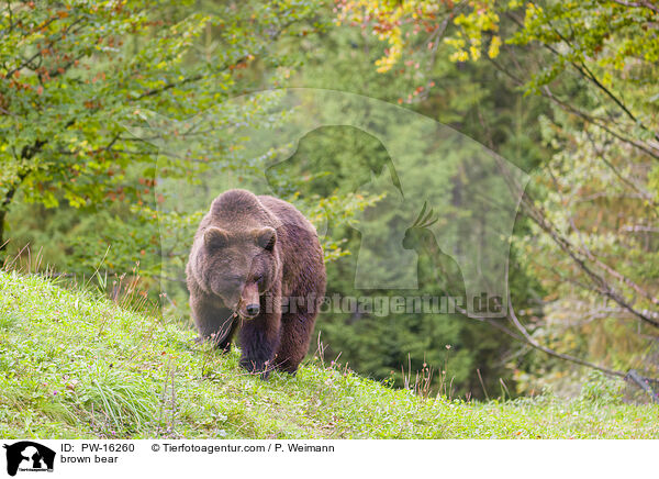 brown bear / PW-16260