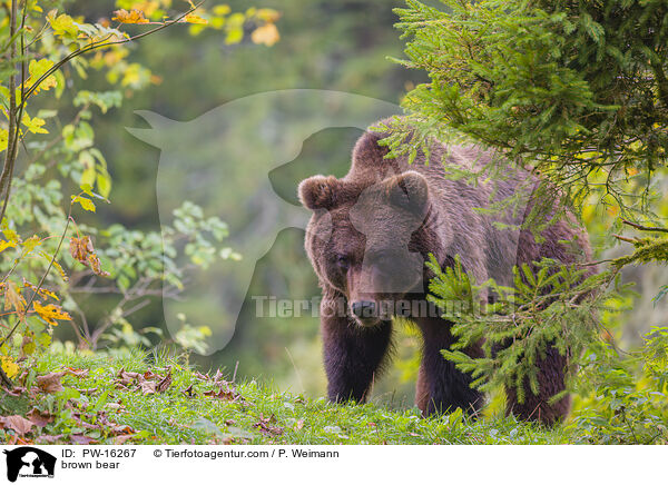 Europischer Braunbr / brown bear / PW-16267