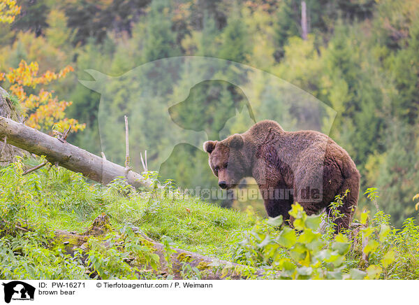 brown bear / PW-16271