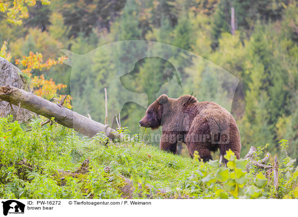 Europischer Braunbr / brown bear / PW-16272