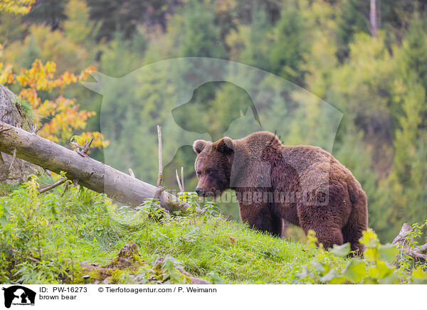 Europischer Braunbr / brown bear / PW-16273