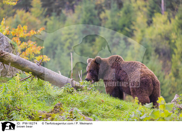 Europischer Braunbr / brown bear / PW-16274