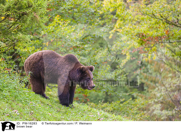 Europischer Braunbr / brown bear / PW-16283
