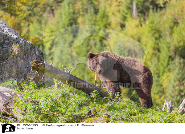 brown bear / PW-16293