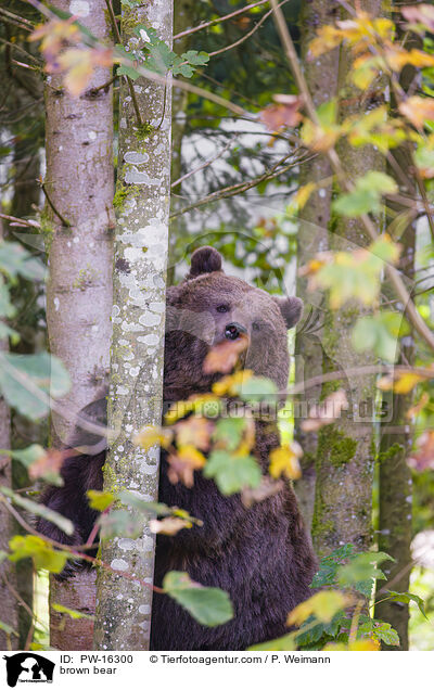 brown bear / PW-16300