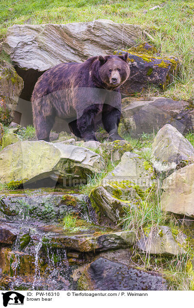 brown bear / PW-16310