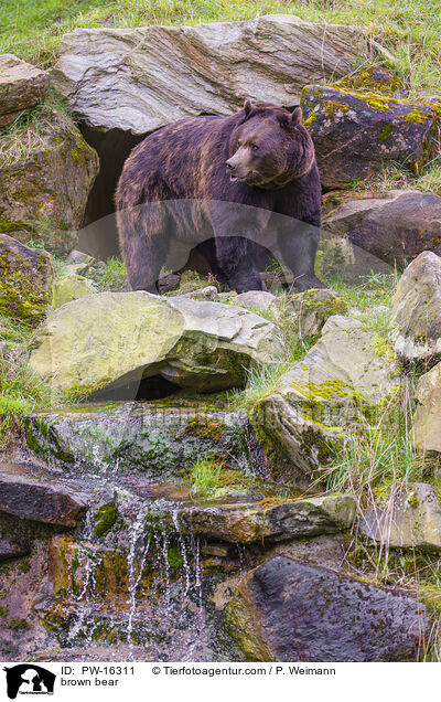 brown bear / PW-16311
