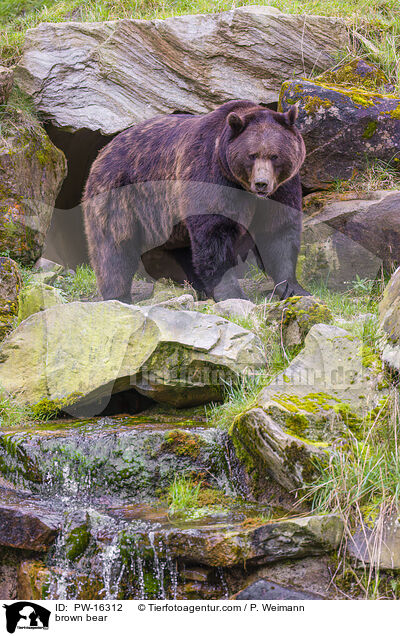 brown bear / PW-16312