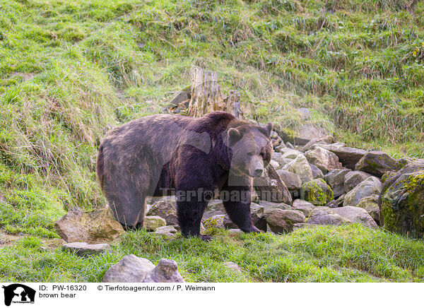 brown bear / PW-16320