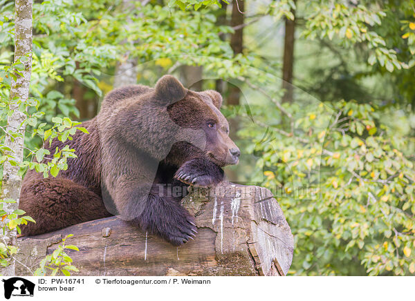 brown bear / PW-16741