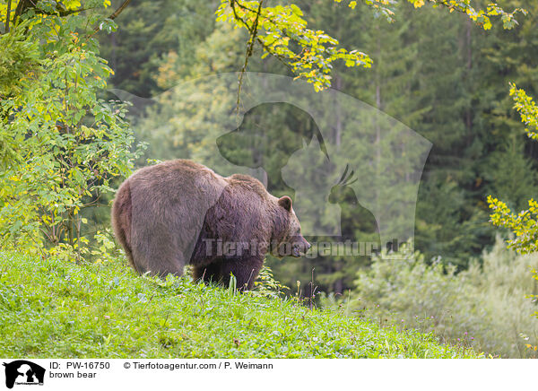 brown bear / PW-16750