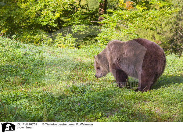 brown bear / PW-16752