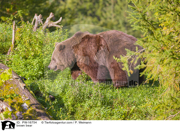 brown bear / PW-16754