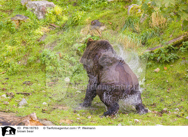 brown bear / PW-16763