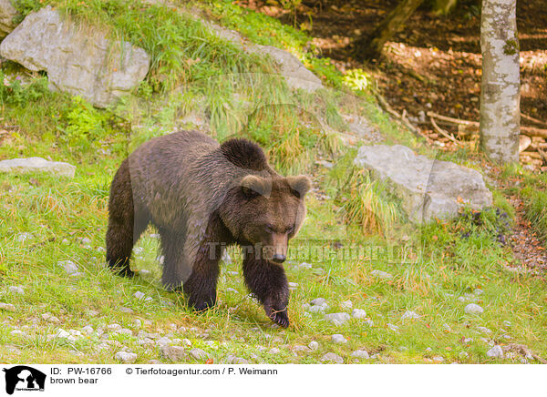 brown bear / PW-16766