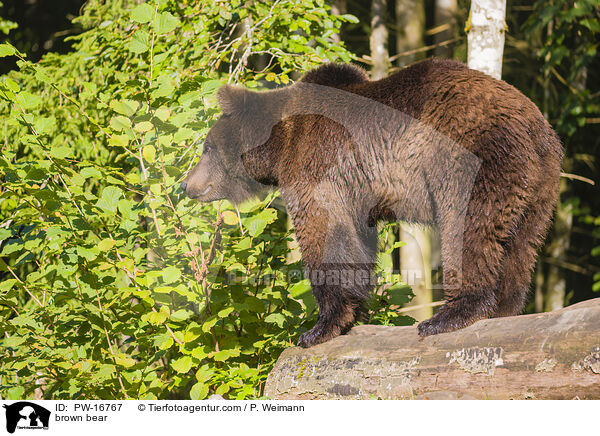 brown bear / PW-16767