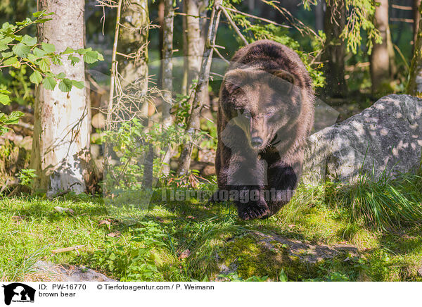brown bear / PW-16770