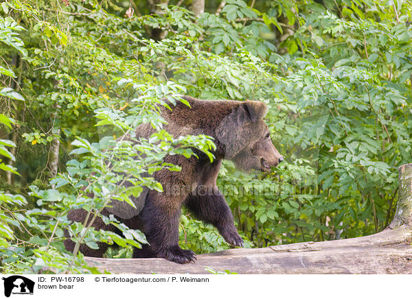brown bear / PW-16798